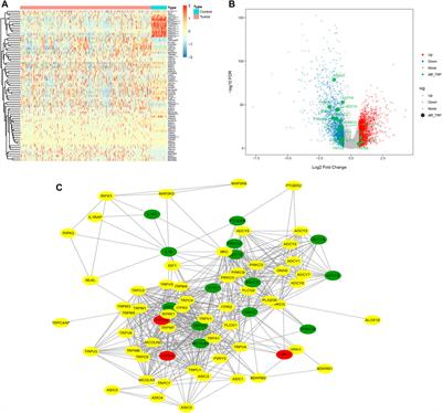 Development and validation of a TRP-related gene signature for overall survival prediction in lung adenocarcinoma
